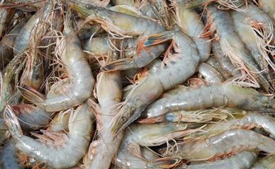 山东威海：对虾后市普遍看好 淡水鱼价格下滑