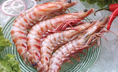 威海水产物市场：近期对虾行情浅析