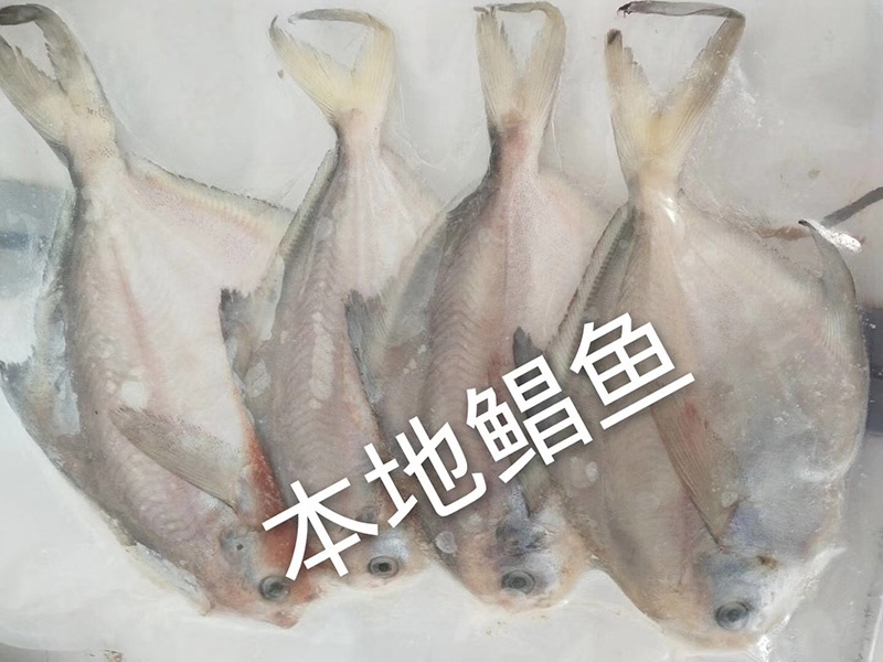 本地鲳鱼