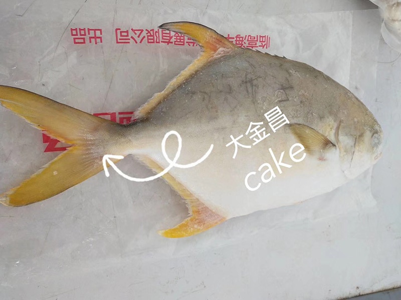 大金鲳